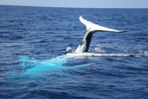 Whale Watching Jervis Bay - Holiday Find 0