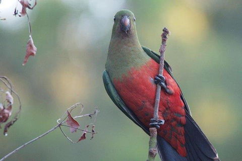 Inside The Greater Blue Mountains World Heritage - A Wildlife Safari Overnight - Holiday Find 0