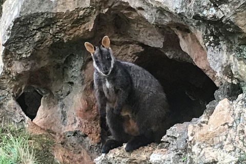 Inside The Greater Blue Mountains World Heritage - A Wildlife Safari Overnight - Holiday Find 1