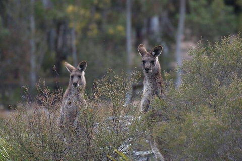 Inside The Greater Blue Mountains World Heritage - A Wildlife Safari Overnight - Holiday Find 2