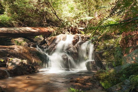 Discover Tour: Dandenong Ranges & William Ricketts Sanctuary - Holiday Find 1