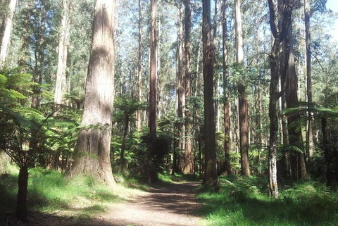 Discover Tour: Dandenong Ranges & William Ricketts Sanctuary - Holiday Find 5