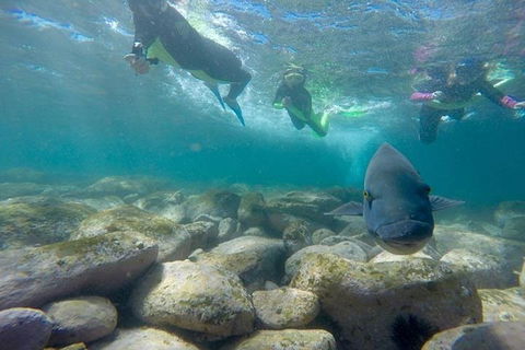 Manly And Shelly Beach Snorkeling Tour - Holiday Find 0