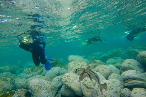 Manly And Shelly Beach Snorkeling Tour - Holiday Find 1