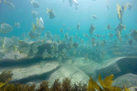 Manly And Shelly Beach Snorkeling Tour - Holiday Find 2