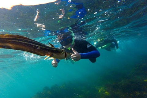 Manly And Shelly Beach Snorkeling Tour - Holiday Find 3