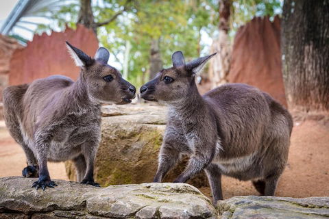 Australia Multi-City Attractions Pass - Holiday Find 4