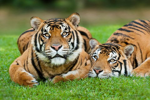 The Ultimate Gold Coast Attractions Pass - Holiday Find 2