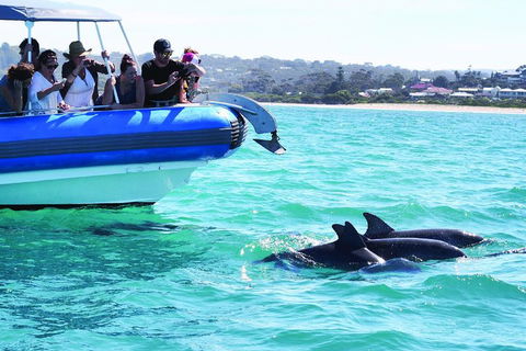 Southern Ocean Adventure From Victor Harbor - Holiday Find 2