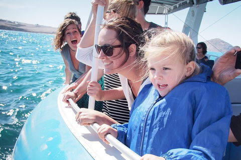 Southern Ocean Adventure From Victor Harbor - Holiday Find 4