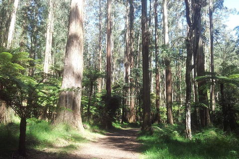 Dandenong Ranges Private Tour Including William Ricketts Sanctuary - Holiday Find 0