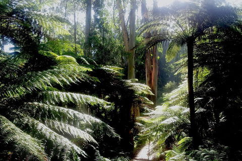 Dandenong Ranges Private Tour Including William Ricketts Sanctuary - Holiday Find 1