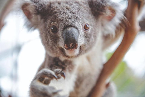 Hop-On Hop-Off Bus And PLUS 4 Merlin Attractions - Holiday Find 2