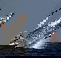 Sydney Harbour Tall Ship Whale  Sail - Whale Watching Cruise - Holiday Find