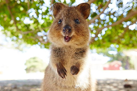 Discover Rottnest With Ferry & Bus Tour From Perth Or Fremantle - Holiday Find 0