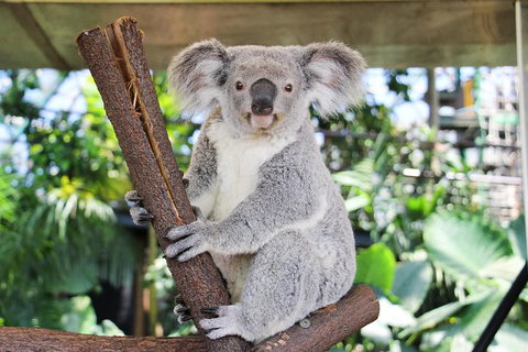 Cairns ZOOM And Wildlife Dome - Holiday Find 0
