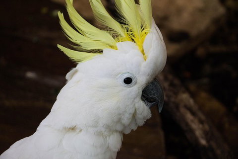 Cairns ZOOM And Wildlife Dome - Holiday Find 2