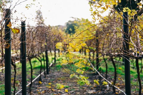 Australian Wine Discovery Tour Ticket - Holiday Find 4