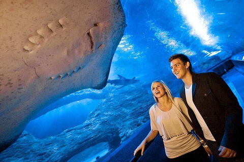 Dive With Sharks At AQWA - Holiday Find 0