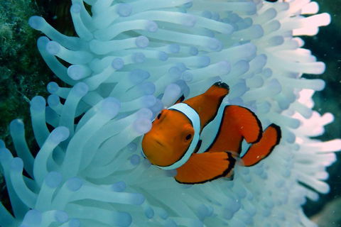 Seastar Luxury Outer Great Barrier Reef Island And Reef Tour From Cairns - Holiday Find 0