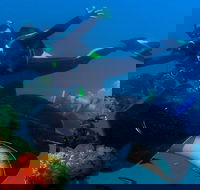 Scuba Dive the S.S. Yongala Wreck on the Great Barrier Reef. - Holiday Find