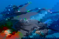 Scuba Dive the S.S. Yongala Wreck on the Great Barrier Reef., Townsville