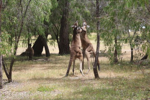 Margaret River Coastal And Wildlife Eco Trip From Busselton Or Dunsborough - Holiday Find 1