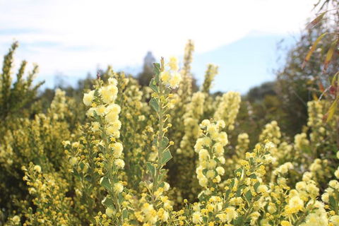 Margaret River Coastal And Wildlife Eco Trip From Busselton Or Dunsborough - Holiday Find 4